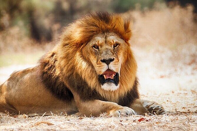 Nairobi National Park Half Day Game Drive Tour With Free WIFI - Authentic Insights from Reviews