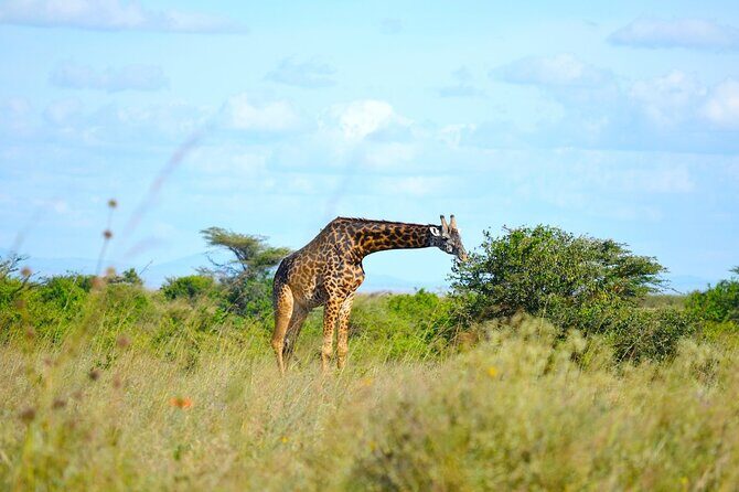 Nairobi National Park Half Day Game Drive Tour With Free WIFI - Final Thoughts