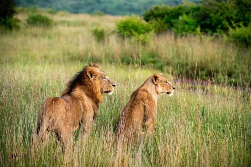 Nairobi National Park Half-Day Game Drive Tour With Pickup - Key Points