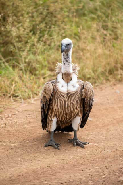 Nairobi National Park Half-Day Game Drive Tour With Pickup - What Makes This Tour Stand Out