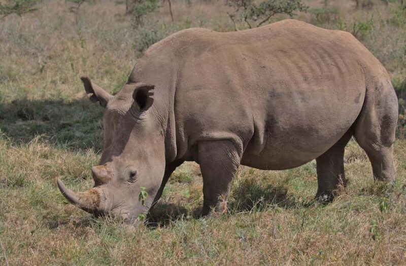 Nairobi National Park Half-Day Game Drive Tour With Pickup - The Cultural and Conservation Touch