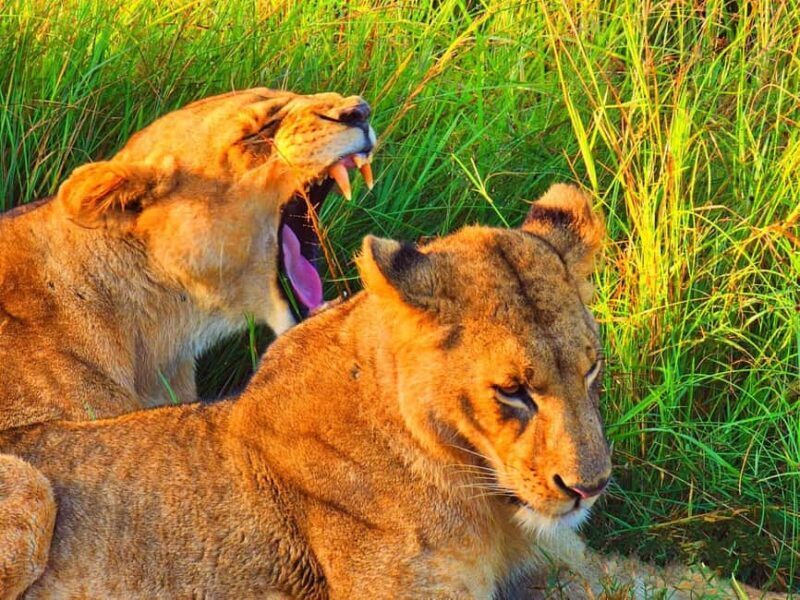 Nairobi National Park Half-Day Game Drive Tour With Pickup - Who Should Consider This Tour?