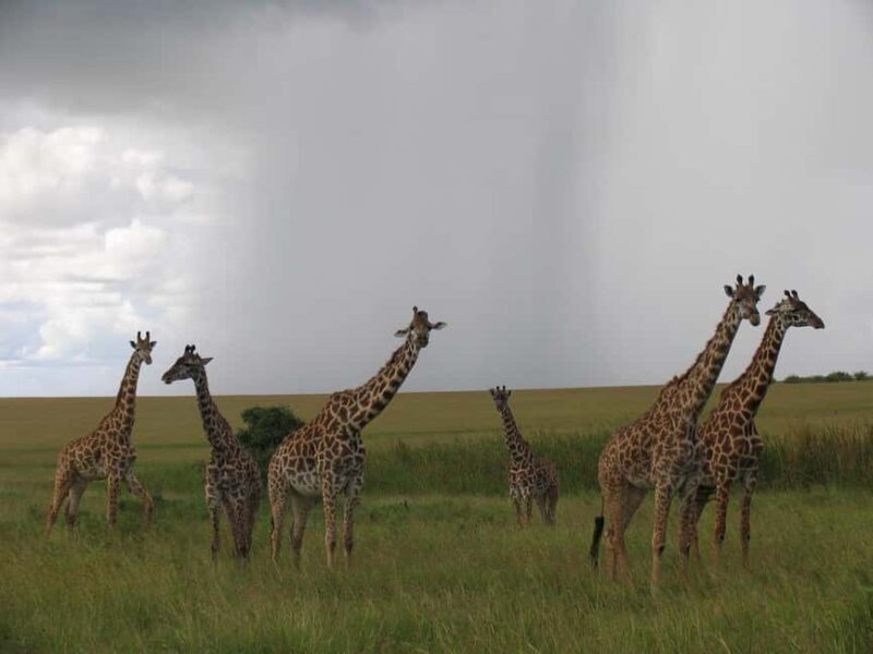Nairobi: National Park Half-Day Game Drive with Guide - Key Points