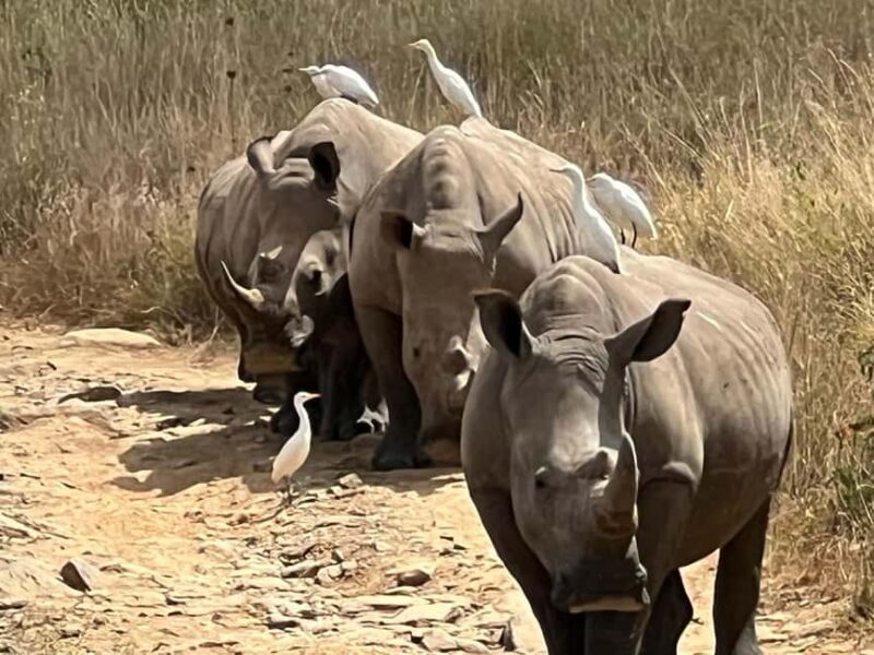 Nairobi: National Park Half-Day Game Drive with Guide - The Experience from the Traveler’s Perspective