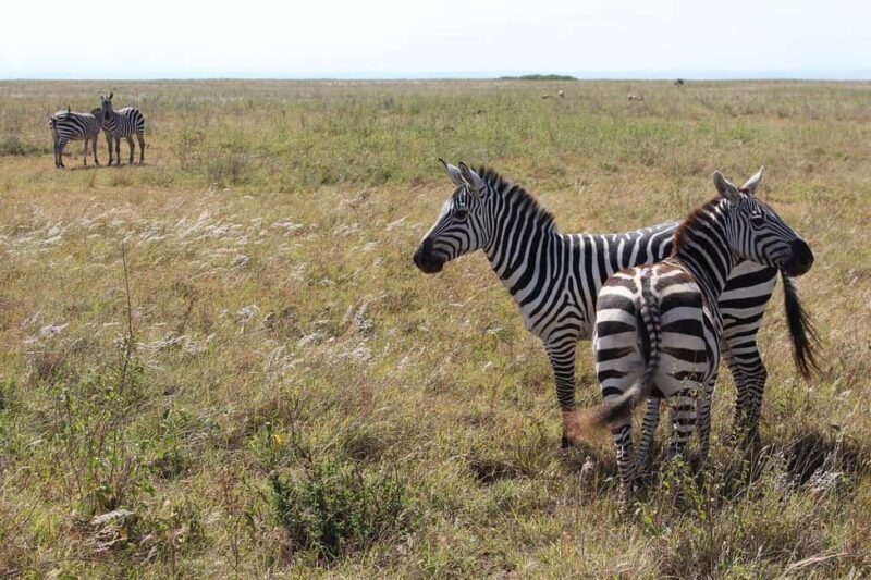 Nairobi: National Park Half-Day Game Drive with Guide - FAQ