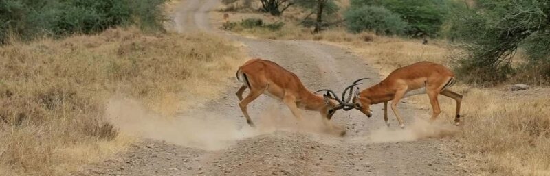 Nairobi National Park - Half Day Game Drive:wildlife capital - An Authentic Wildlife Experience Near Nairobi