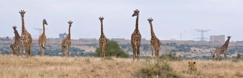 Nairobi National Park - Half Day Game Drive:wildlife capital - Price and Value Analysis