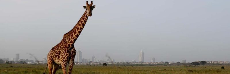 Nairobi National Park - Half Day Game Drive:wildlife capital - Who Would Enjoy This Tour?