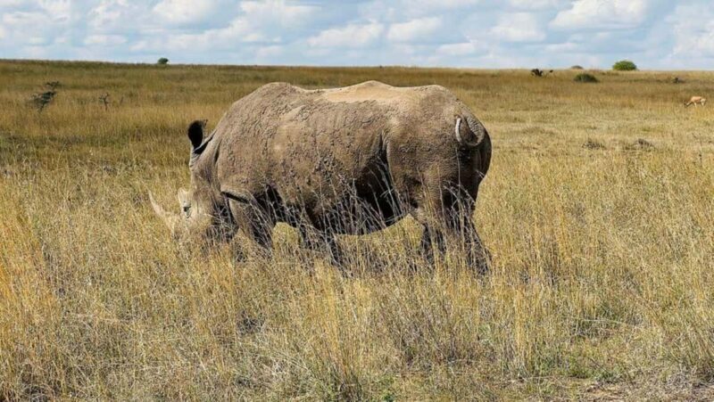 Nairobi National Park: Half Day Group Tour With Pickup - What You Can Expect from This Tour