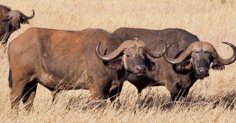 Nairobi National Park: Half Day Group Tour With Pickup - FAQs about the Nairobi National Park Half Day Tour
