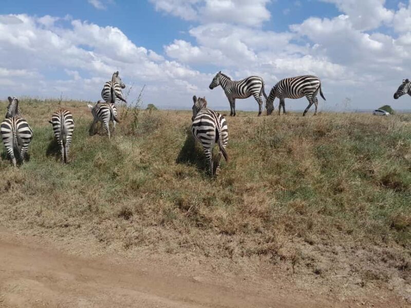 Nairobi National Park: Half-Day Group Tour with Pickup - Key Points