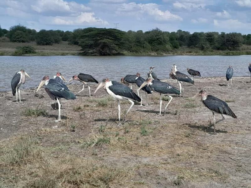 Nairobi National Park: Half-Day Group Tour with Pickup - Discovering Nairobi National Park