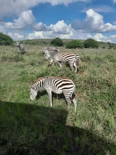 Nairobi National Park: Half-Day Group Tour with Pickup - The Sum Up: Who Will Love This Tour?