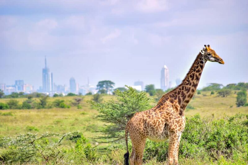 Nairobi: National Park Half-Day Group Trip with Pickup - FAQs