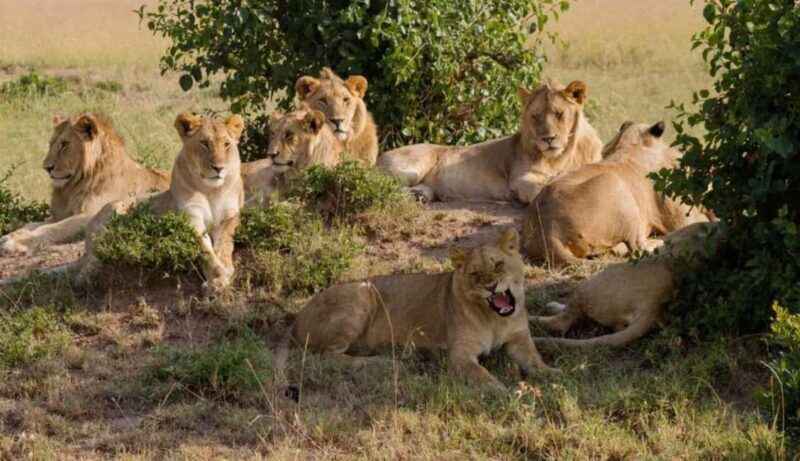 Nairobi National Park Half-Day Guided Game Drive With Pickup - Overview of the Experience