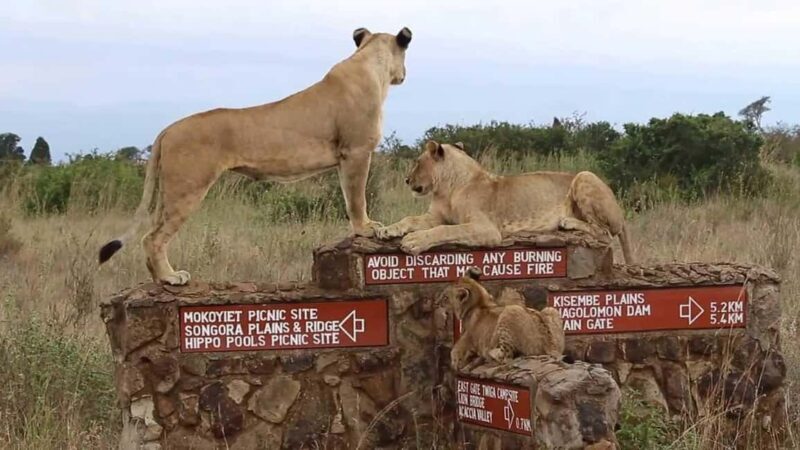 Nairobi National Park Half-Day Guided Game Drive With Pickup - The Logistics: Transportation & Practicalities