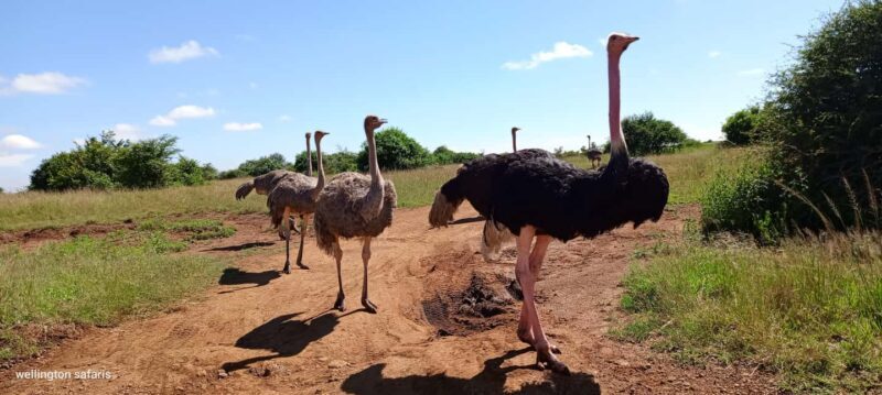 Nairobi National Park Half-Day Guided Game Drive With Pickup - What People Are Saying