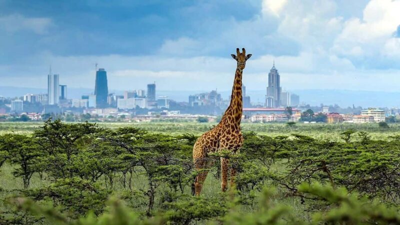 Nairobi National Park Half-Day Guided Game Drive With Pickup - Who Should Book This Tour?