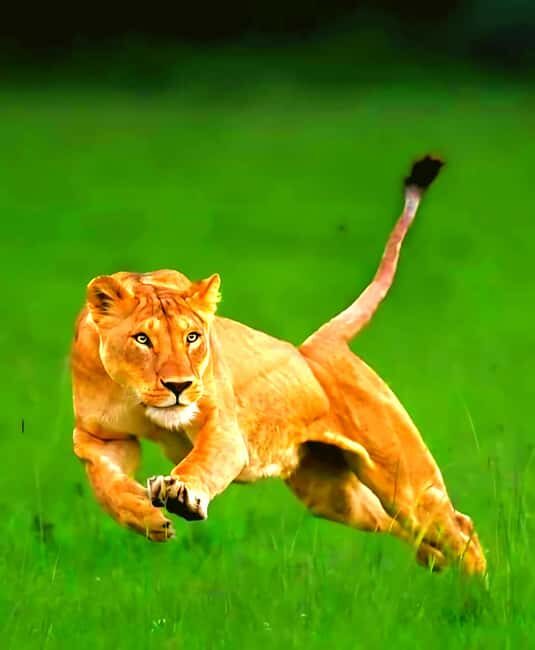 Nairobi National Park Half-Day Guided Game Drive With Pickup - The Sum Up