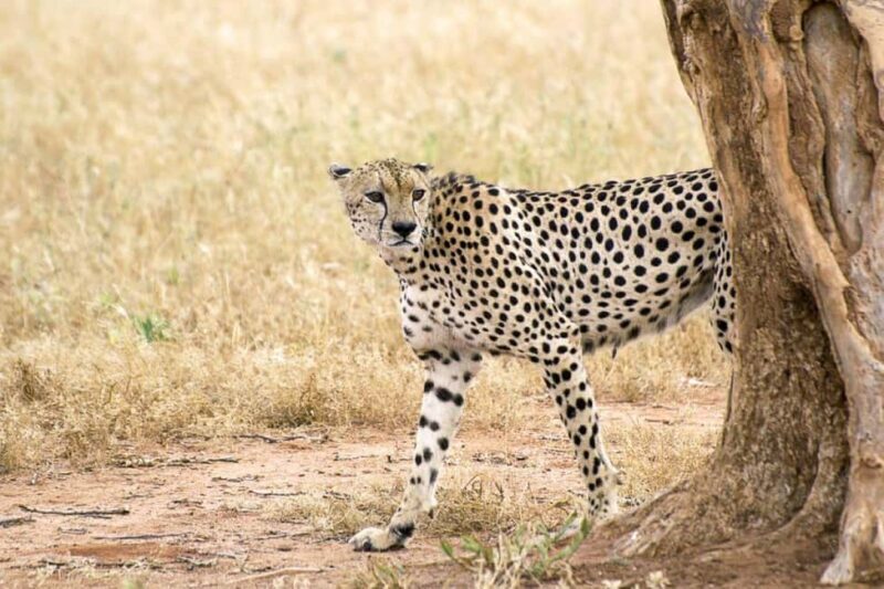 Nairobi National Park Half Day Guided Tour - Key Points