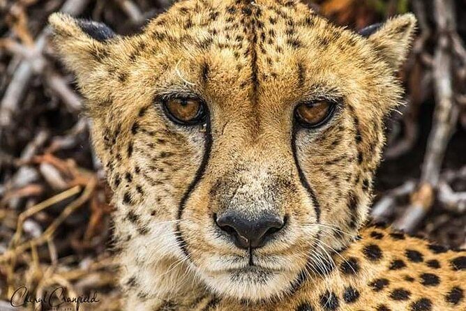 Nairobi national park half day tour - Exploring Nairobi National Park in Depth
