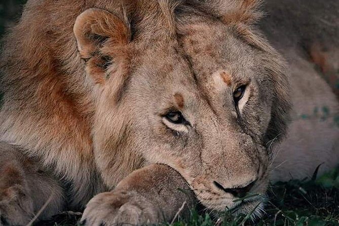 Nairobi national park half day tour - FAQ
