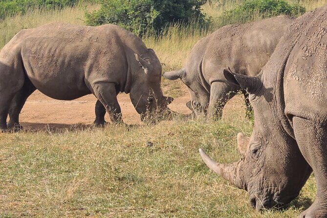Nairobi National Park Half Day Tour - Key Points