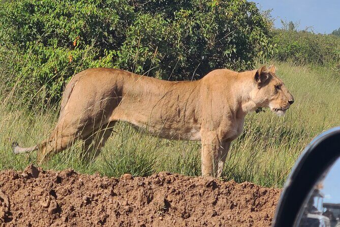 Nairobi National Park Half Day Tour - Why Travelers Love This Tour