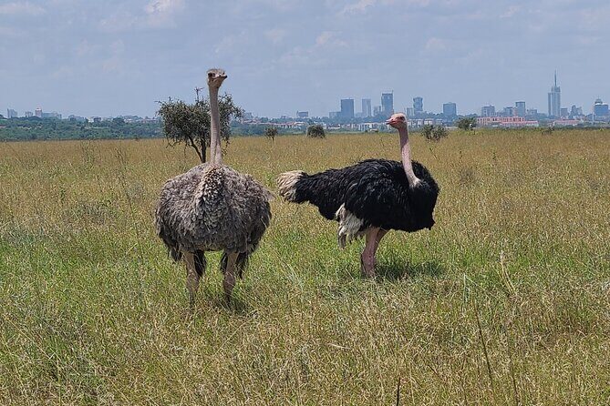 Nairobi National Park Half Day Tour - Who Is This Tour Best For?