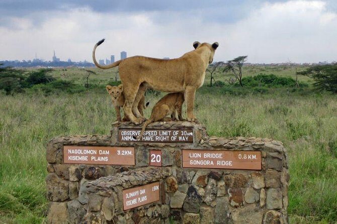 Nairobi National Park Half Day Tour - Key Points  