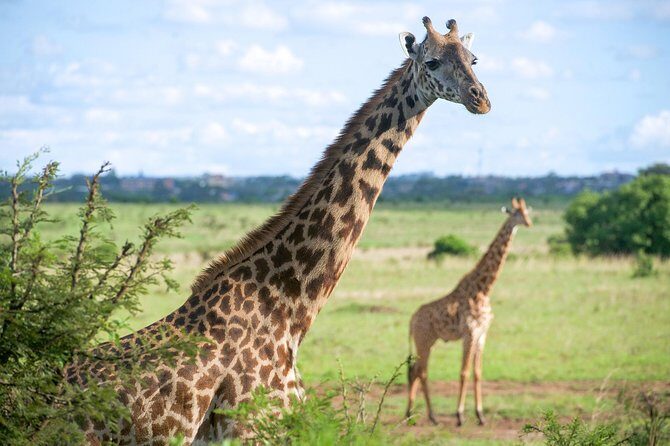 Nairobi National Park Half Day Tour - The Sum Up