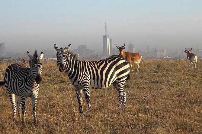 Nairobi National Park Half Day Tour - FAQ