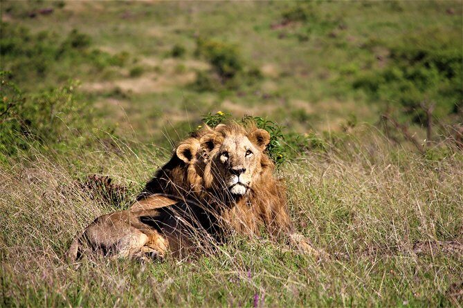 Nairobi National Park Half Day Tour - Insights from Reviewers: What Travelers Say
