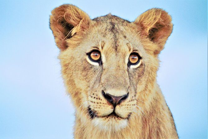 Nairobi National Park Half Day Tour - Practical Details