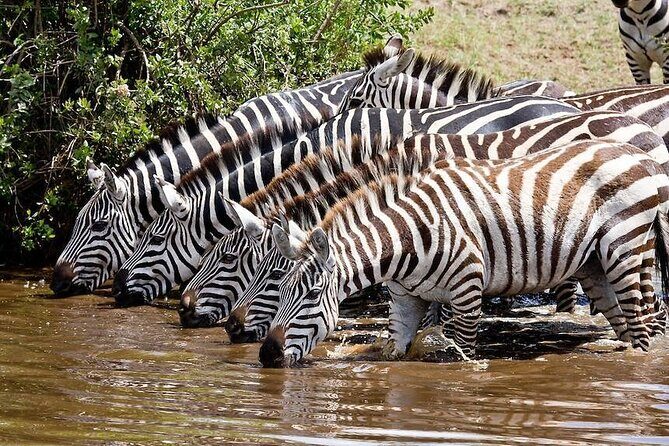 Nairobi National Park half day tour - Exploring the Itinerary