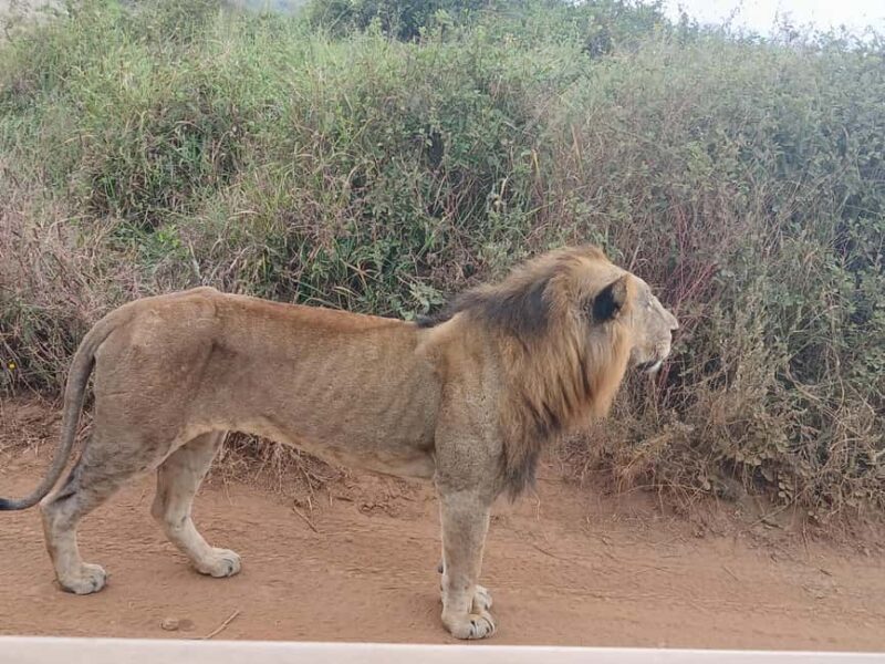 Nairobi National Park Half Day Tour - Key Points