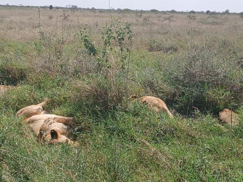 Nairobi National Park Half Day Tour - An Overview of the Tour