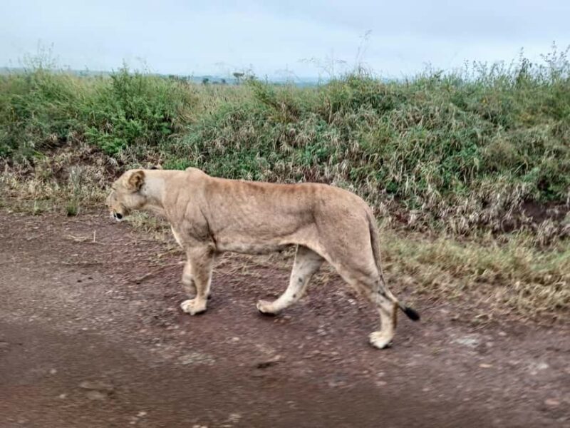 Nairobi National Park Half Day Tour - Practical Details and Tips