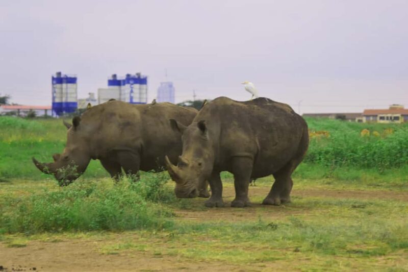 Nairobi: National Park Half-Day Tour - Key Points