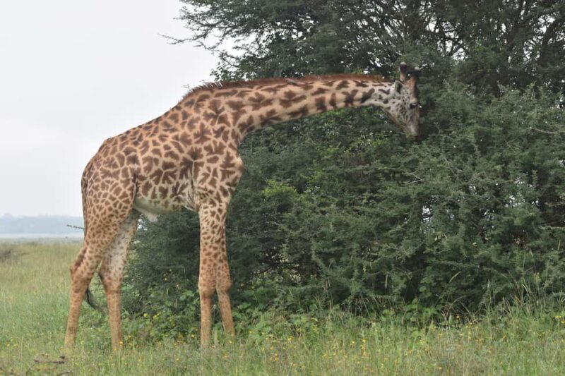 Nairobi: National Park Half-Day Tour - Exploring the Nairobi National Park Half-Day Tour in Detail