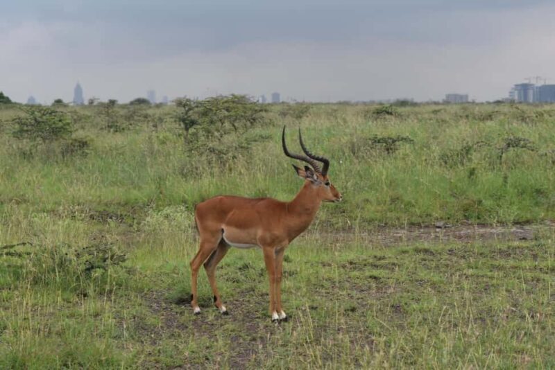 Nairobi: National Park Half-Day Tour - Frequently Asked Questions