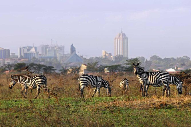 Nairobi National Park Half-Day Tour; Free Wi-Fi connection - Introducing the Experience
