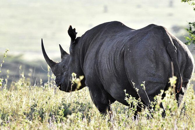 Nairobi National Park Half-Day Tour; Free Wi-Fi connection - Who Will Love This Tour?