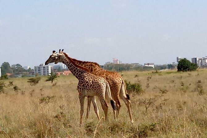 Nairobi National Park Half-Day Tour; Free Wi-Fi connection - The Sum Up
