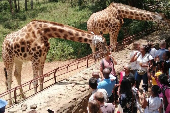 Nairobi National Park Half-Day Tour; Free Wi-Fi connection - FAQ