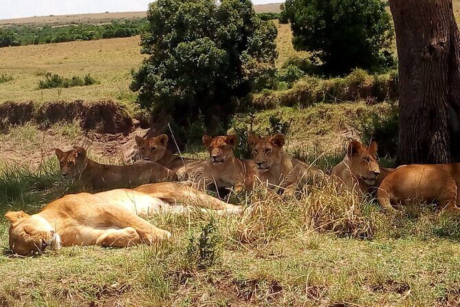 Nairobi National Park Half-Day Tour; Free Wi-Fi connection - Who should book this tour?