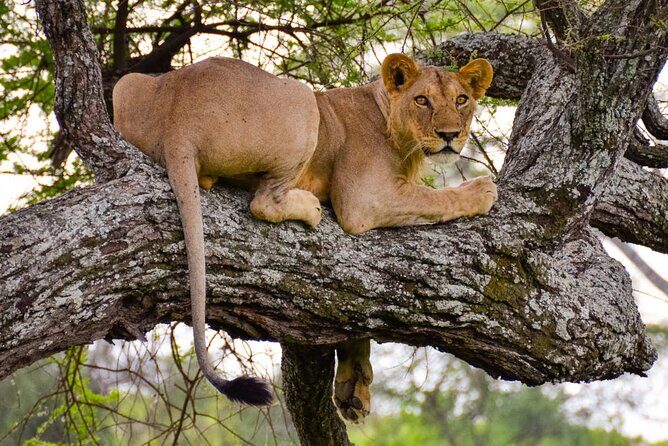Nairobi National Park half-Day Tour; Free wifi Connection - Key Points
