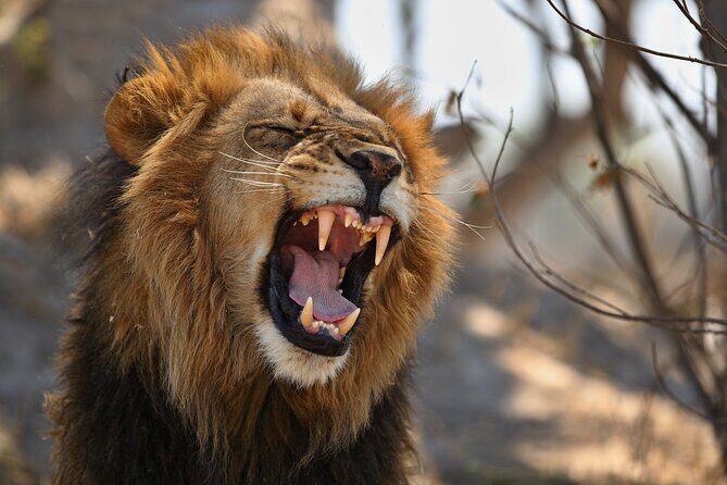 Nairobi National Park half-Day Tour; Free wifi Connection - Practical Tips for Your Tour