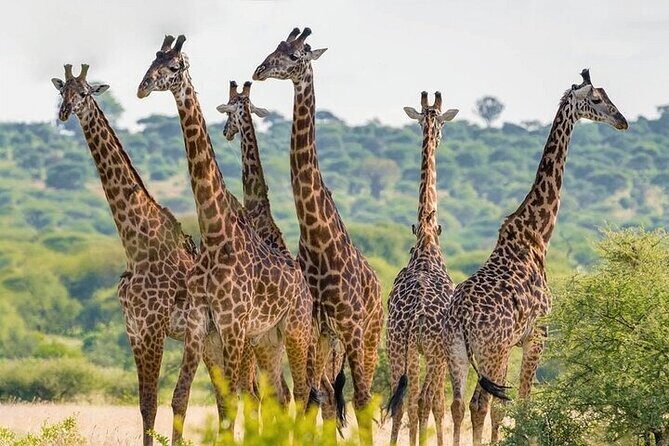 Nairobi National Park half-Day Tour; Free wifi Connection - Who Should Consider This Tour?