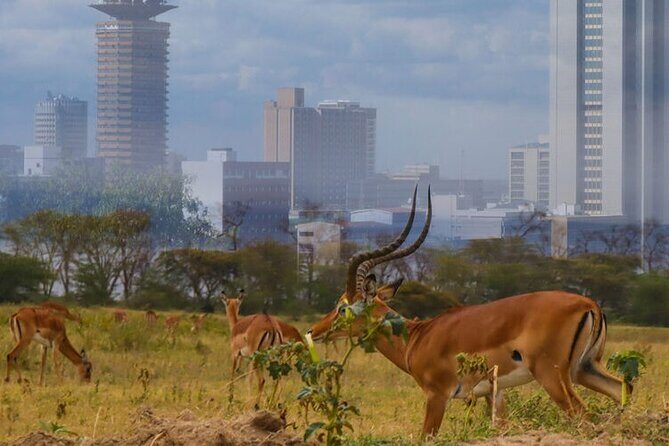 Nairobi National Park half-Day Tour; Free wifi Connection - The Sum Up